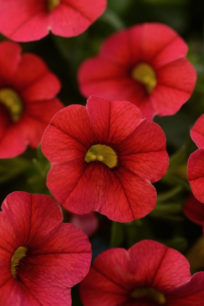 Million Bells - Calibrachoa x hybrida 'Minifamous Compact Red Million Bells - Calibrachoa x hybrida 'Minifamous Compact Red
