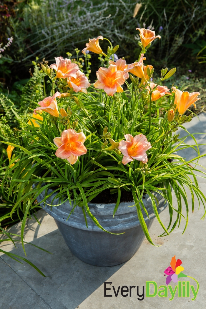 Daylily - Hemerocallis 'EveryDaylily Pink Wing' from Scotts Garden Centre Daylily - Hemerocallis 'EveryDaylily Pink Wing' from Scotts Garden Centre