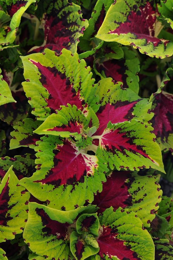 Coleus - Coleus scutellarioides 'Kong Rose' from Scotts Garden Centre Coleus - Coleus scutellarioides 'Kong Rose' from Scotts Garden Centre