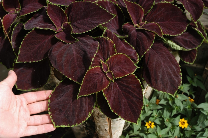 Premium Sun Coleus - Solenostemon scutellariodes 'Chocolate Mint' from Scotts Garden Centre Premium Sun Coleus - Solenostemon scutellariodes 'Chocolate Mint' from Scotts Garden Centre