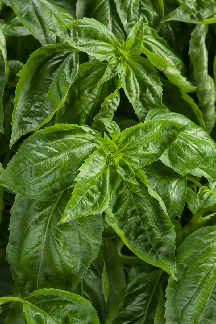 Amazel Basil™ - Ocimum hybrid from Scotts Garden Centre Amazel Basil™ - Ocimum hybrid from Scotts Garden Centre