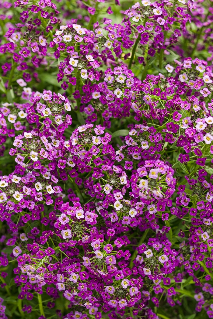 Dark Knight™ - Lobularia hybrid Dark Knight™ - Lobularia hybrid