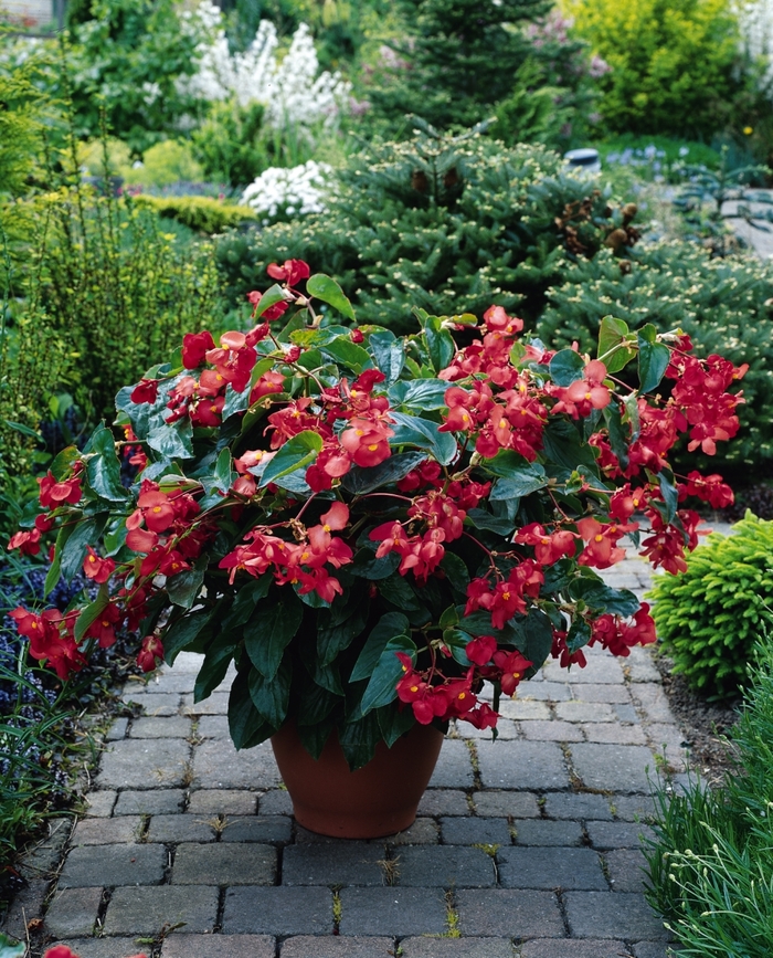 Begonia Dragon Wing - Begonia hybrid 'Dragon Wing Red' from Scotts Garden Centre Begonia Dragon Wing - Begonia hybrid 'Dragon Wing Red' from Scotts Garden Centre