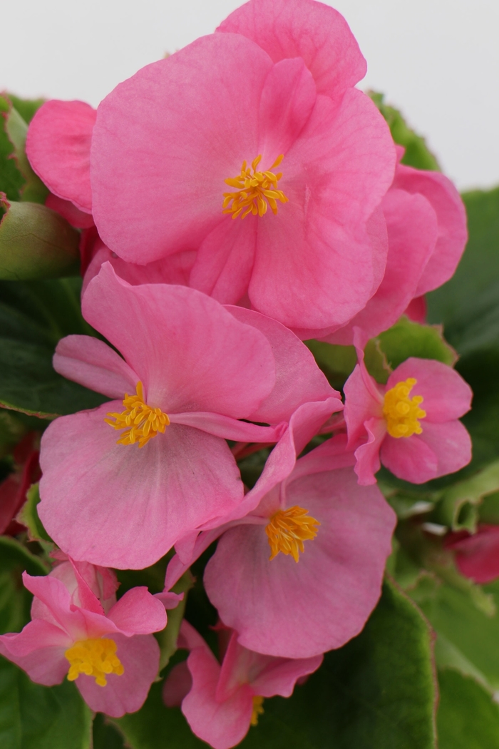 Wax Begonia - Begonia semperflorens 'Ambassador Pink' from Scotts Garden Centre Wax Begonia - Begonia semperflorens 'Ambassador Pink' from Scotts Garden Centre