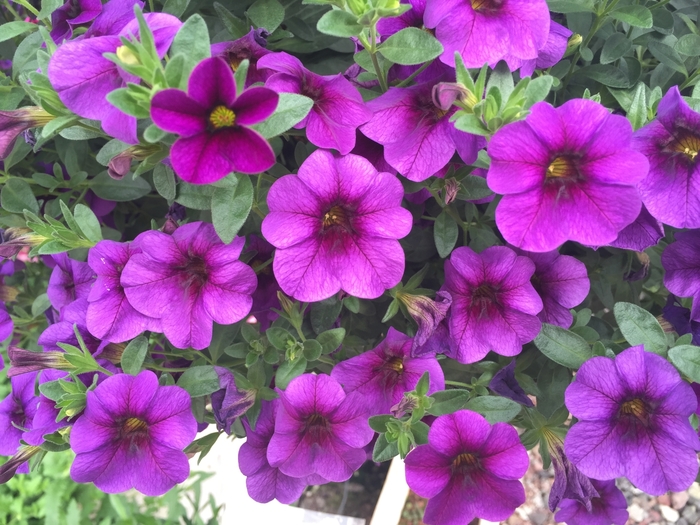Million Bells - Calibrachoa 'Caloha® Classic Blue Velvet' from Scotts Garden Centre Million Bells - Calibrachoa 'Caloha® Classic Blue Velvet' from Scotts Garden Centre
