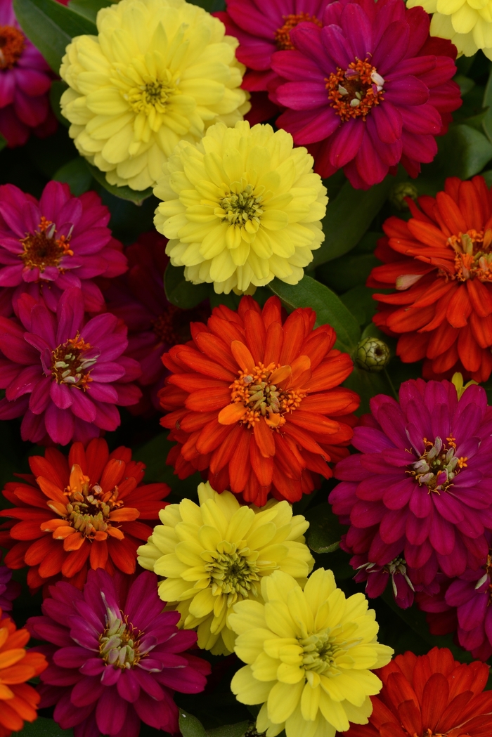 Double Zahara™ Brilliant Mixture Zinnia - Zinnia marylandica from Scotts Garden Centre Double Zahara™ Brilliant Mixture Zinnia - Zinnia marylandica from Scotts Garden Centre
