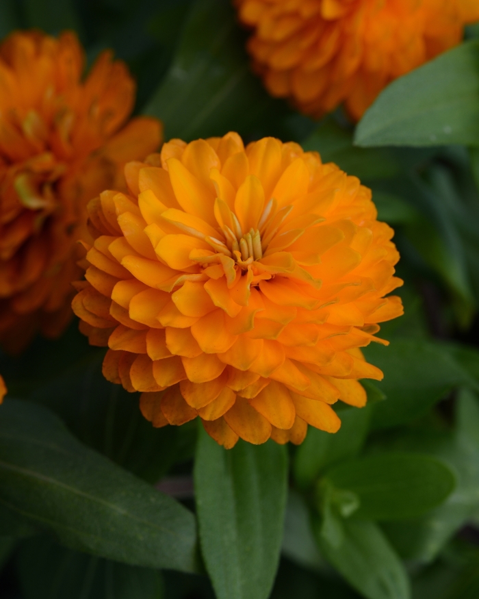 Zinnia Zahara™ Double - Zinnia 'Double Zahara™ Bright Orange' from Scotts Garden Centre Zinnia Zahara™ Double - Zinnia 'Double Zahara™ Bright Orange' from Scotts Garden Centre