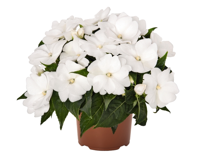 New Guinea Impatiens - Impatiens 'Magnum Clear White' from Scotts Garden Centre New Guinea Impatiens - Impatiens 'Magnum Clear White' from Scotts Garden Centre