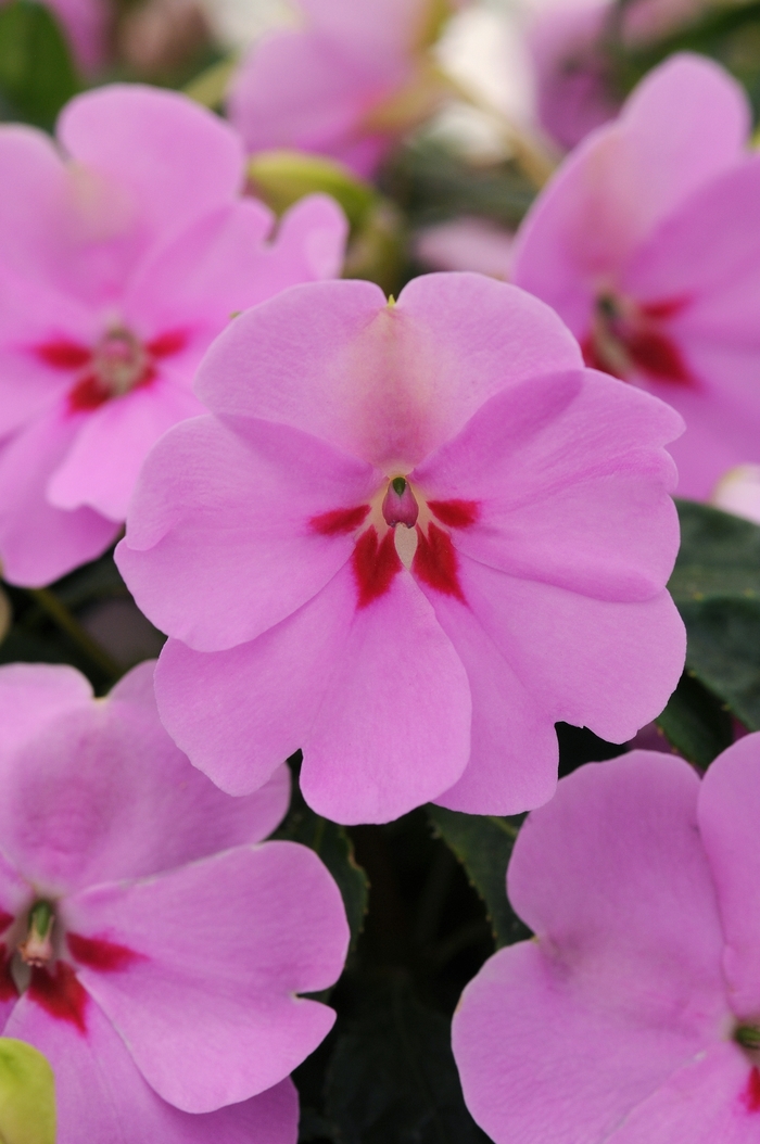 Impatiens Interspecific hybrida - Impatiens 'Bounce Lilac' from Scotts Garden Centre Impatiens Interspecific hybrida - Impatiens 'Bounce Lilac' from Scotts Garden Centre