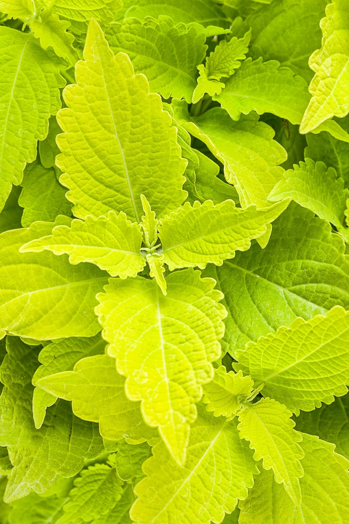 ColorBlaze® Lime Time™ - Solenostemon scutellarioides from Scotts Garden Centre ColorBlaze® Lime Time™ - Solenostemon scutellarioides from Scotts Garden Centre