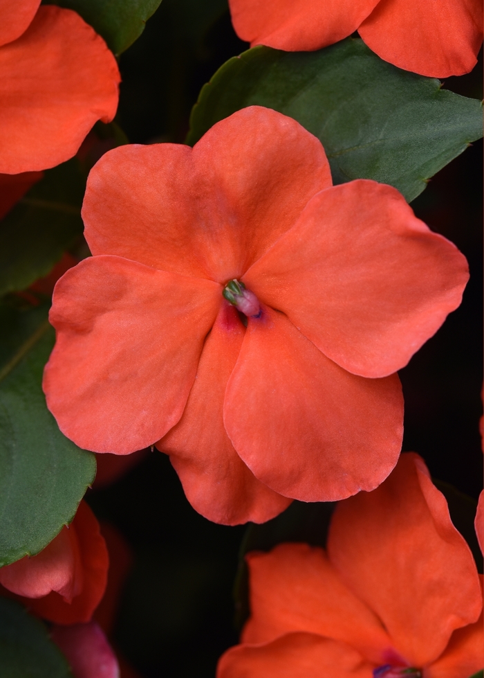 Impatiens Beacon™ - Impatiens walleriana 'Beacon Salmon' from Scotts Garden Centre Impatiens Beacon™ - Impatiens walleriana 'Beacon Salmon' from Scotts Garden Centre