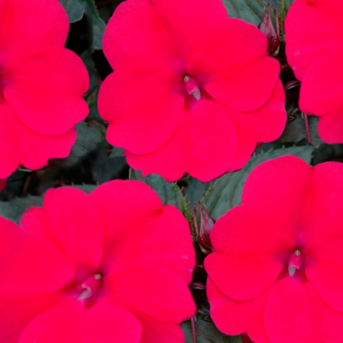 SunPatiens® Compact Deep Rose - Impatiens x hybrida from Scotts Garden Centre SunPatiens® Compact Deep Rose - Impatiens x hybrida from Scotts Garden Centre