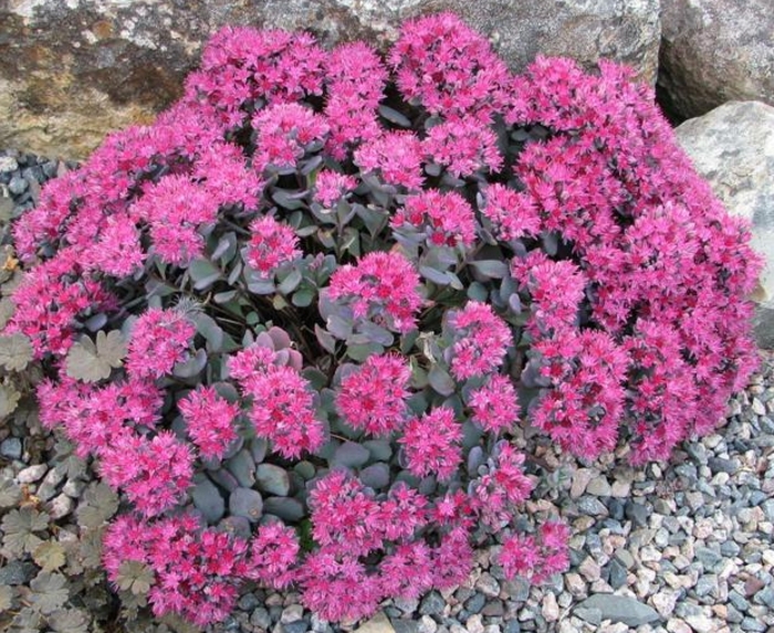 Stonecrop - Sedum cauticola 'Lidakense' from Scotts Garden Centre Stonecrop - Sedum cauticola 'Lidakense' from Scotts Garden Centre