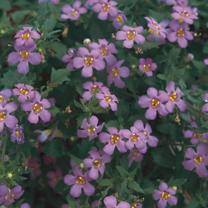Betty® Deep Blue - Bacopa hybrid from Scotts Garden Centre Betty® Deep Blue - Bacopa hybrid from Scotts Garden Centre