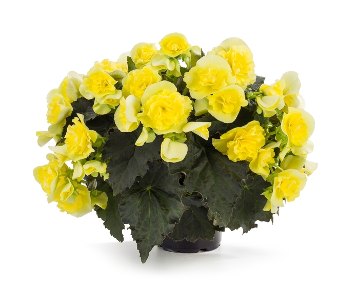 Solenia® Yellow Improved - Begonia x hiemalis from Scotts Garden Centre Solenia® Yellow Improved - Begonia x hiemalis from Scotts Garden Centre