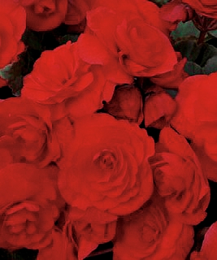 Solenia® Red Orange - Begonia x hiemalis from Scotts Garden Centre Solenia® Red Orange - Begonia x hiemalis from Scotts Garden Centre