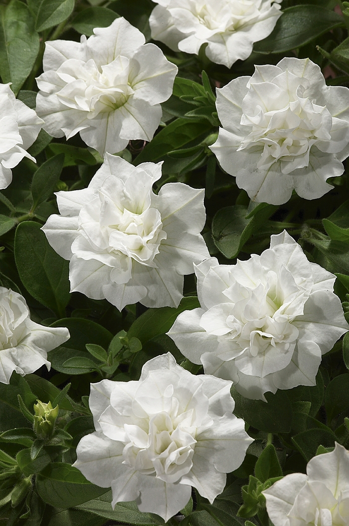 Blanket® Double White - Petunia hybrid from Scotts Garden Centre Blanket® Double White - Petunia hybrid from Scotts Garden Centre