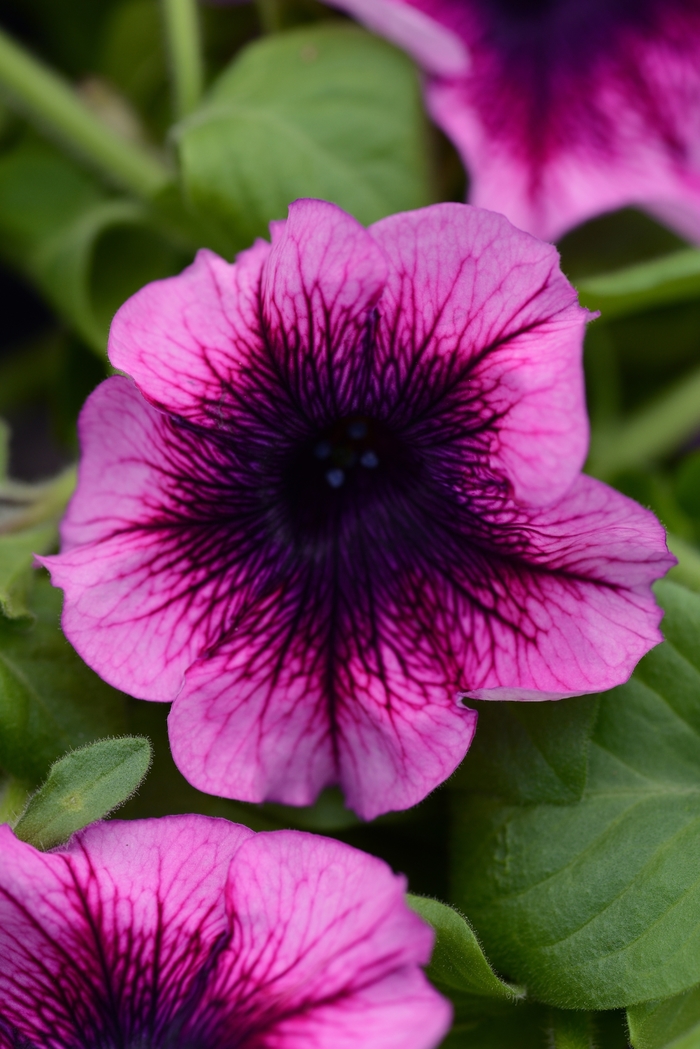 Main Stage™ Blueberry - Petunia hybrid from Scotts Garden Centre Main Stage™ Blueberry - Petunia hybrid from Scotts Garden Centre