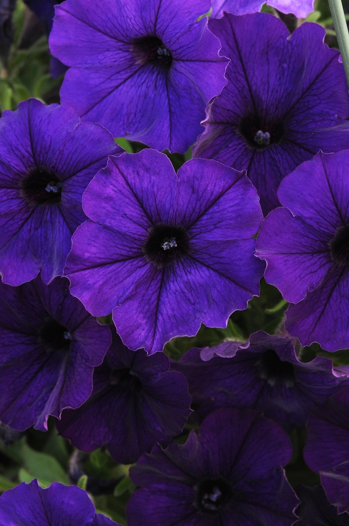 Sun Spun® Blue - Petunia x hybrida from Scotts Garden Centre Sun Spun® Blue - Petunia x hybrida from Scotts Garden Centre