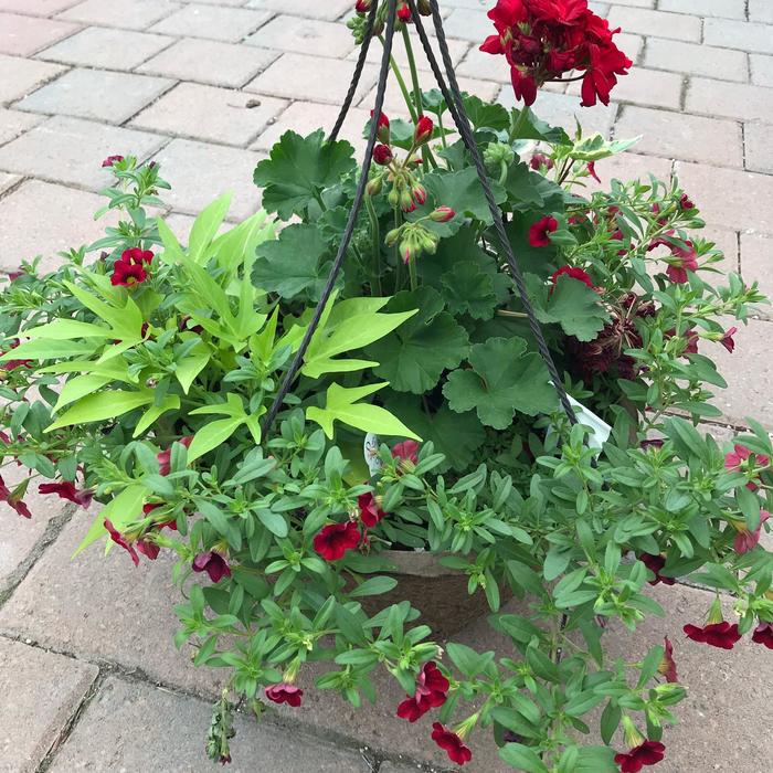 Geranium Mixed Hanging Basket - Hanging basket 12 Geranium Mixed Hanging Basket - Hanging basket 12