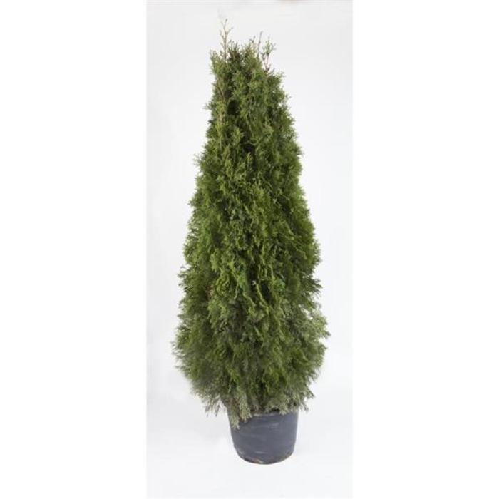Emerald Cedar - Thuja Evergreen from Scotts Garden Centre Emerald Cedar - Thuja Evergreen from Scotts Garden Centre
