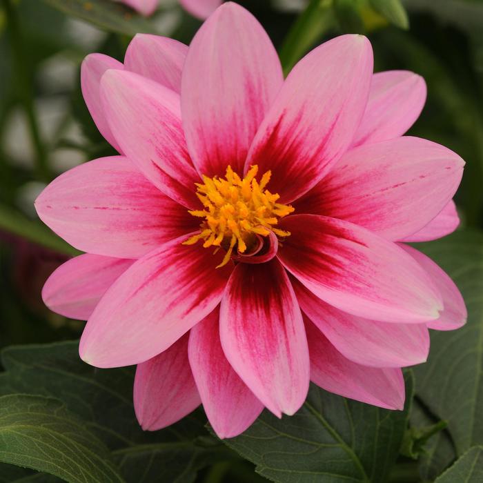Dahlia Hybrid - Dahlia hybrida 'Dalaya Pink Rose Eye' from Scotts Garden Centre Dahlia Hybrid - Dahlia hybrida 'Dalaya Pink Rose Eye' from Scotts Garden Centre