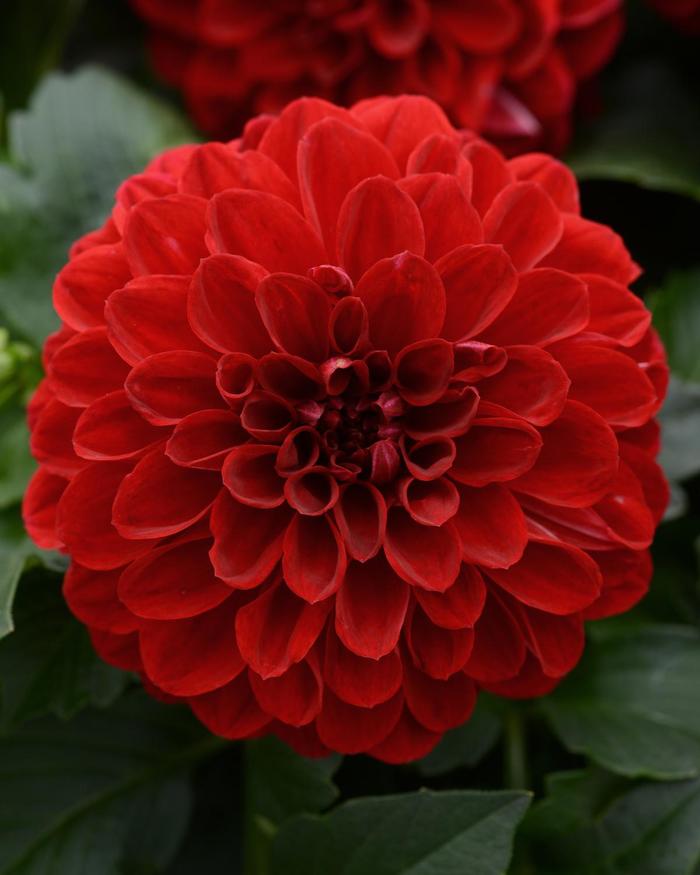 Dahlia Hybrid - Dahlia hybrida 'Vampire' from Scotts Garden Centre Dahlia Hybrid - Dahlia hybrida 'Vampire' from Scotts Garden Centre