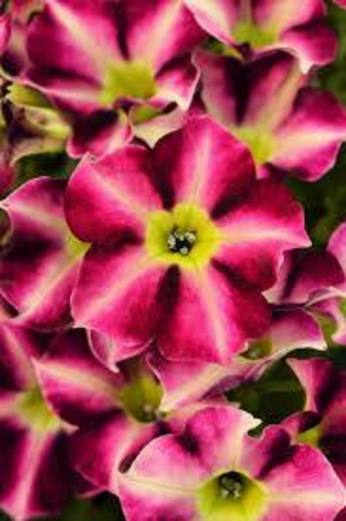 Petunia Crazytunia® Starfruit - Petunia hybrid from Scotts Garden Centre Petunia Crazytunia® Starfruit - Petunia hybrid from Scotts Garden Centre