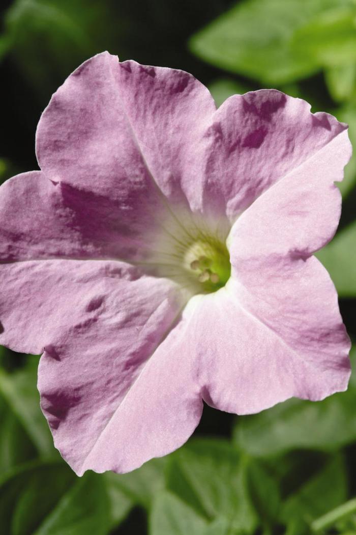 Petunia Wave Misty Lilac - Petunia Hybrid from Scotts Garden Centre Petunia Wave Misty Lilac - Petunia Hybrid from Scotts Garden Centre
