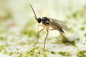 Fungas Gnat Battle Coming Soon