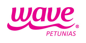 Wave Petunia