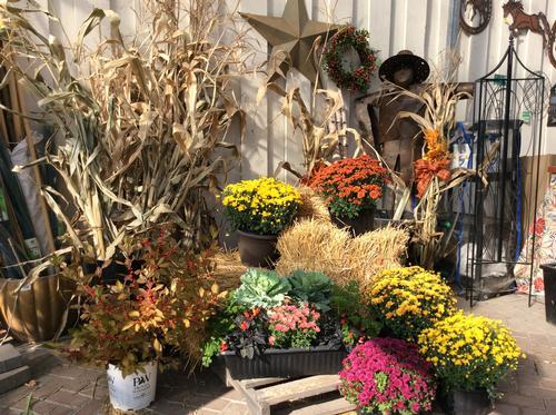 Corn Stalk Display