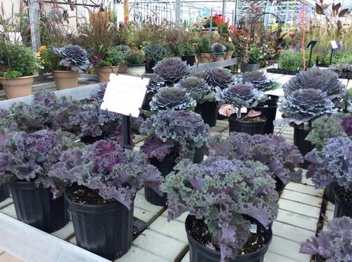 Fall Kale on Table