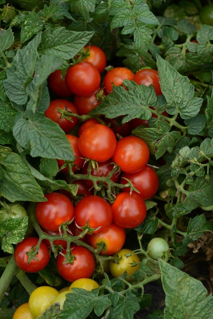 Solanum lycopersicum Little Bing