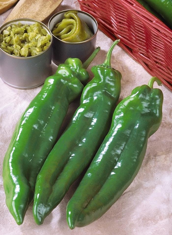 Capsicum annuum Big Chili