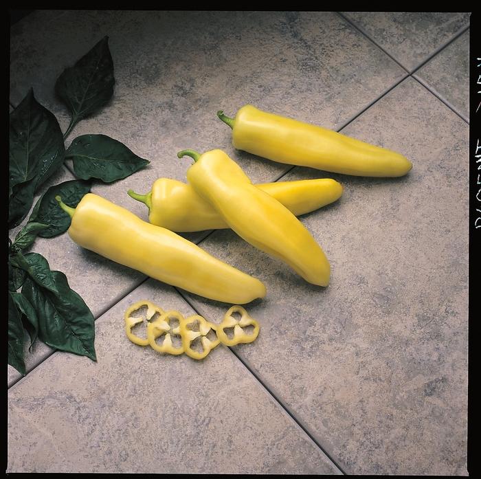 Capsicum annuum Pageant
