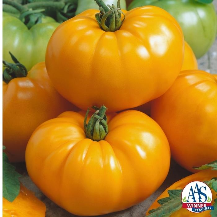 Solanum lycopersicum Chef's Choice Yellow