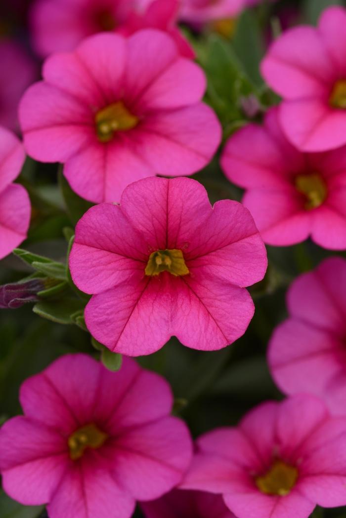 Calibrachoa Compact Pink