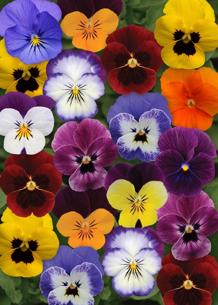 Viola cornuta 'Autumn Select Mixture' Pansy from Scotts Garden Centre
