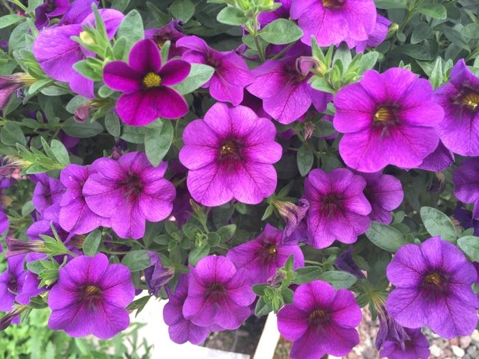 Calibrachoa Classic Blue Velvet