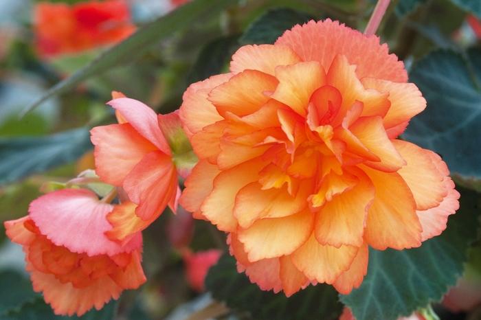 Begonia x tuberhybrida Golden Picotee