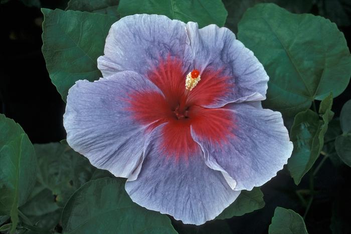Hibiscus Blue Lagoon
