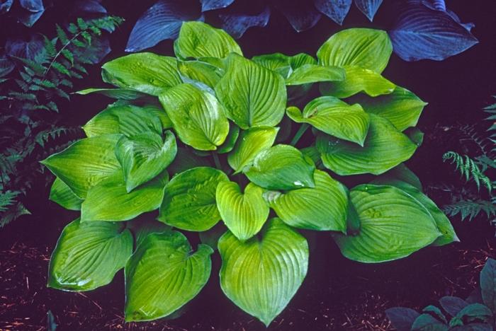 Hosta August Moon
