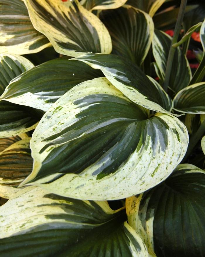 Hosta Independence