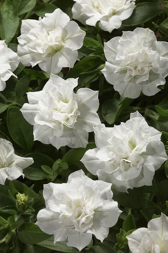 Petunia Double White