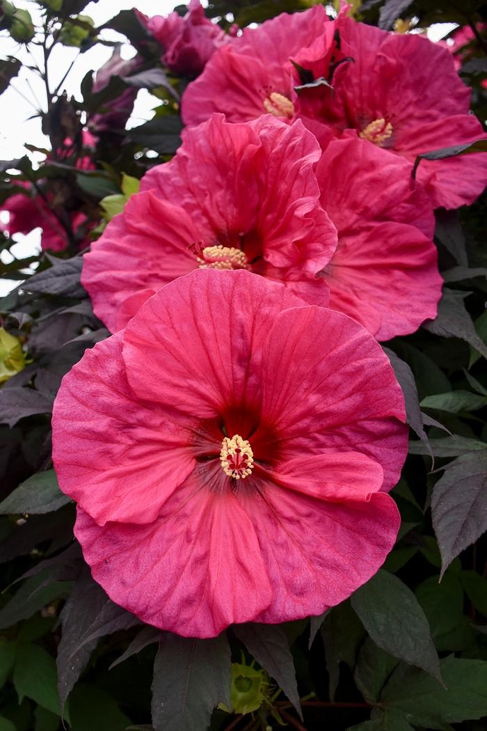 Hibiscus Evening Rose