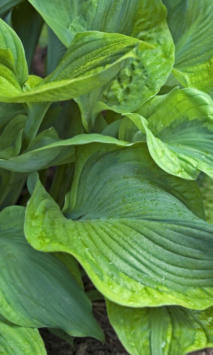Hosta Titanic