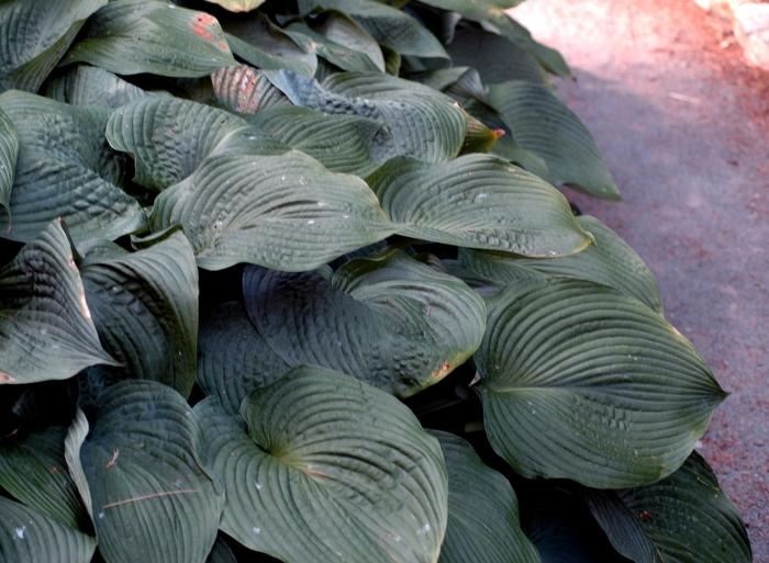 Hosta Blue Angel