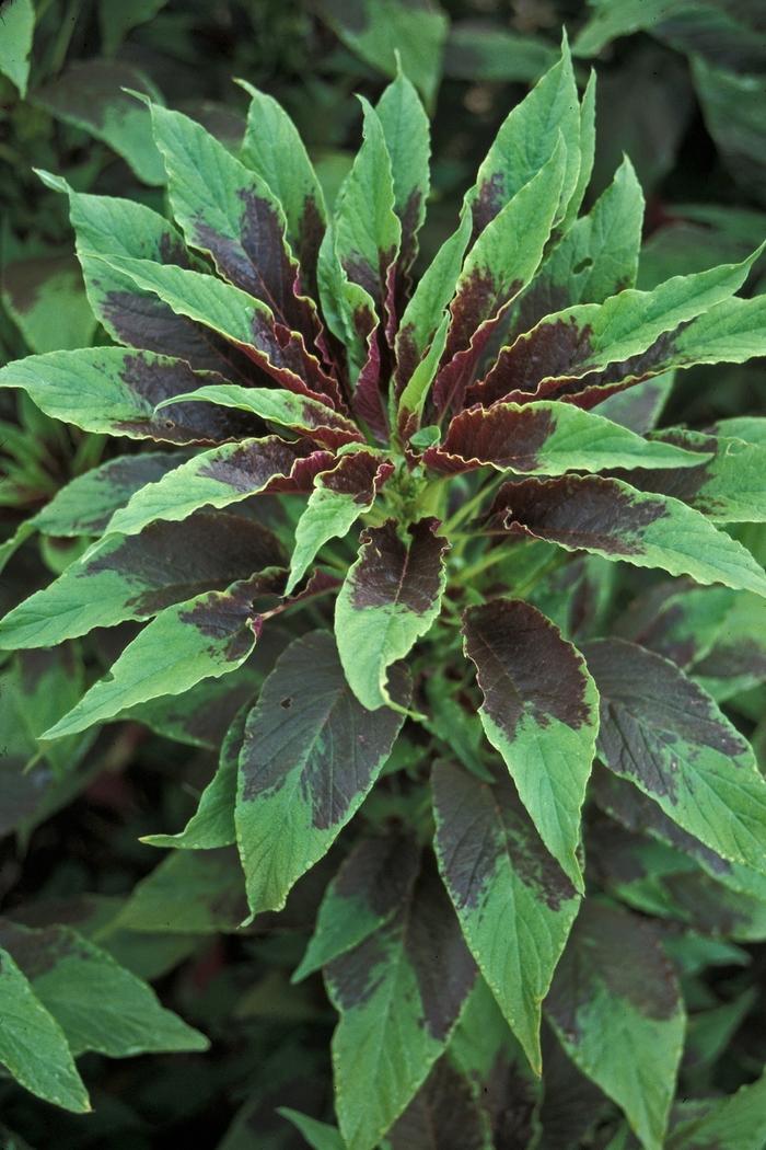 Amaranthus Perfecta