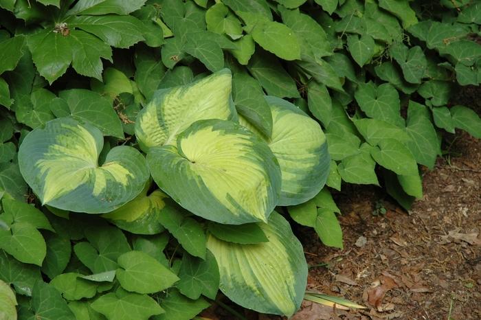 Hosta Great Expectations